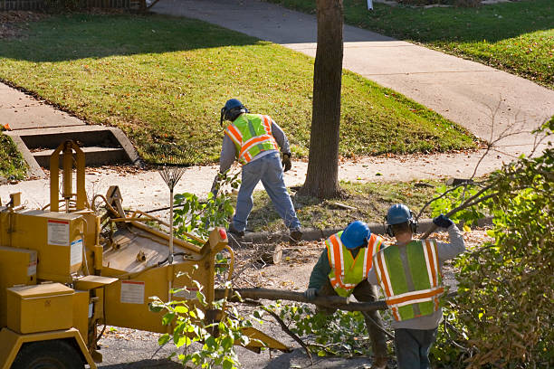 Professional Tree Removal and Landscaping Services in La Harpe, IL